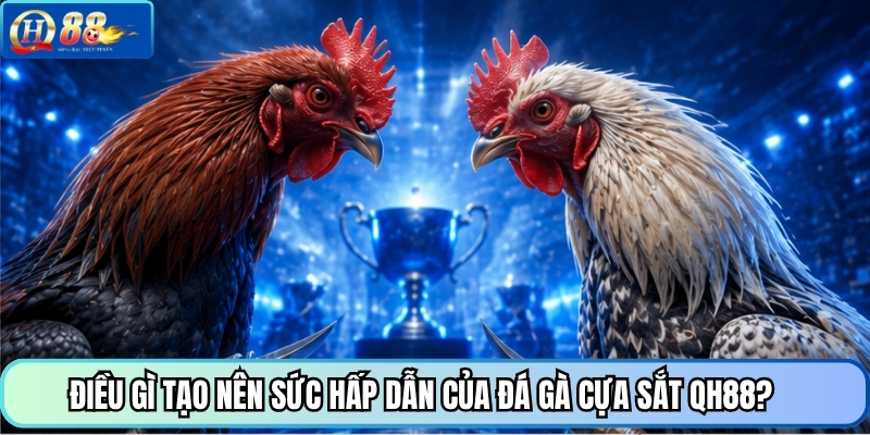 Điều gì tạo nên sức hấp dẫn của đá gà cựa sắt QH88?